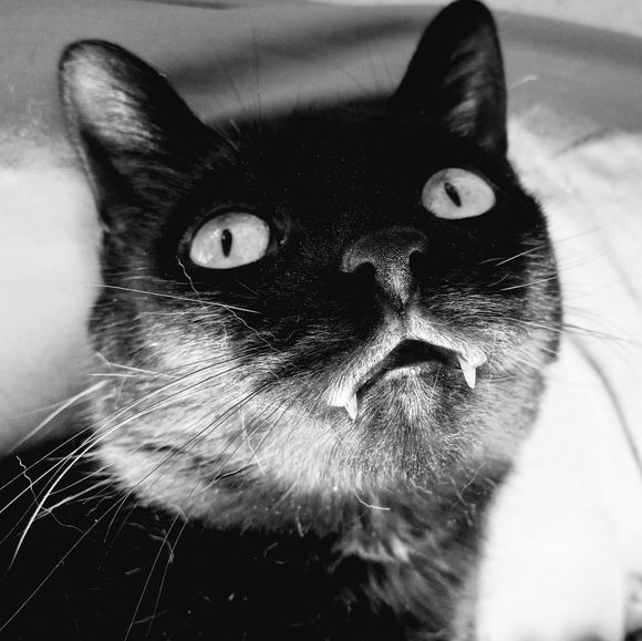 Meet your Posher, Anna - Picture 2 of 2